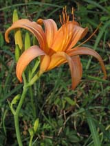 L_nokanzou20090415.jpg