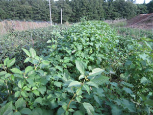 s100924-d.jpg